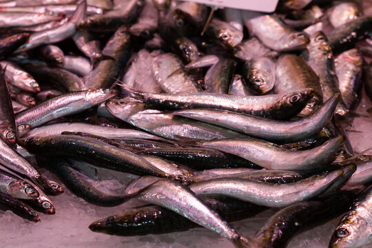 Fresh sardines on ice, selective focus