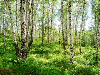 Birch grove with untouched grass on a summer sunny day.