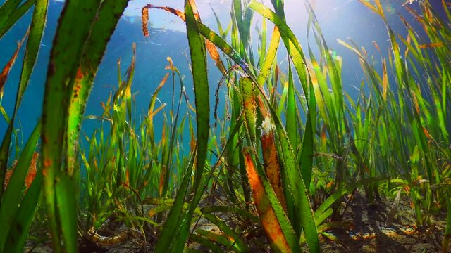 Underwater sea grass swim through with sun bursting through shallow water