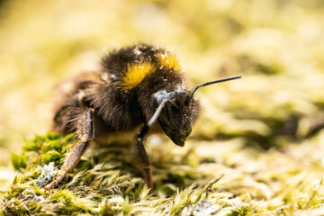 bumble-bee on a moss
