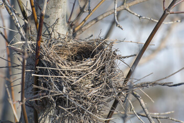 Empty bird's nest on the branches of a tree. Arrival of birds in early spring.