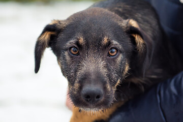Close-up portrait of homeless little black dog puppy with brown sad eyes waiting for adoption in animal shelter. Small dog looking for family. Lonely pooch hope to find home. 