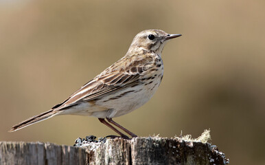 Meadow Pipit on a post