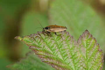 The forest cockroach, Ectobius sylvestris, is not easy to approach