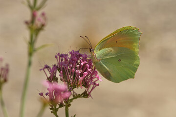 The Cleopatra Butterfly, Gonepteryx cleopatra sipping nectar at Gard, France