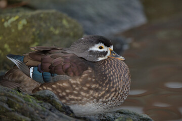 Female wood duck or Carolina duck .