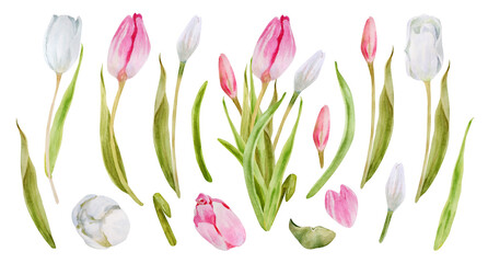 A set of delicate spring flowers of white and pink tulips and a bouquet of tulips. Drawn by hand. Spring. Easter. Wedding.