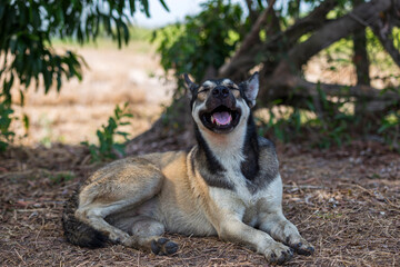 Siberian Husky Smiling, closing his eyes, opening his mouth, sleeping on the happy ground