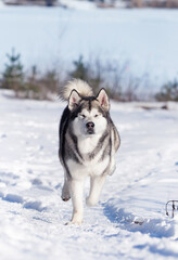 malamute dog running in the snow in winter