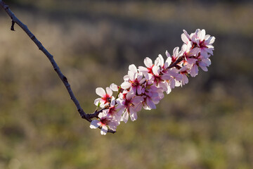 Floración en los campos de almendro cerca de la población de Torás, en la provincia de...