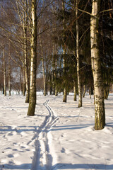 winter forest in the snow