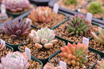多肉植物 ｜ Succulent Plants