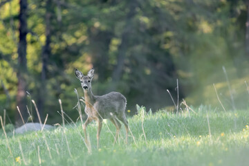 Roe deer female at dawn (Capreolus capreolus)