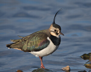 Northern lapwing , peewit at the wters edge.