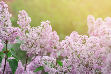 Obraz premium Blooming tender lilac, Syringa, closeup violet pink flower at spring sunlight, natural background, pastel romantic color