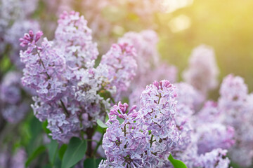 Obraz premium Blooming tender lilac, Syringa, violet blue flower closeup at spring sunlight, natural background, pastel romantic color