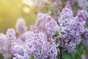 Blooming tender lilac, Syringa, violet blue flower closeup at spring sunlight, natural background, pastel romantic color
