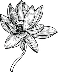 Lotus blooming flower isolate on white background.Hand drawn and sketch lotus flower ,isolate on white background