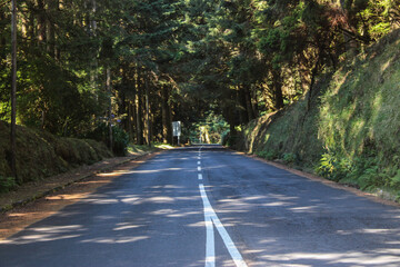 Una carretera en un bosque de arboles de hojas verdes 