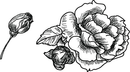 Hand drawn and sketch style Fairy Rose or Pygmy Rose , tropical Flower