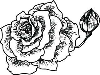 Hand drawn and sketch style Fairy Rose or Pygmy Rose , tropical Flower