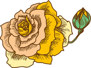 Hand drawn and sketch style Fairy Rose or Pygmy Rose , tropical Flower