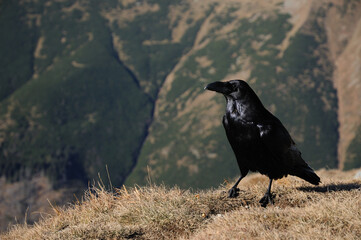 Raven looking left