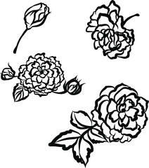 Hand drawn and sketch style Fairy Rose or Pygmy Rose , tropical Flower