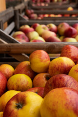 Fresh organic apples for sale at the market. Photo taken in Sweden.