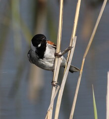 Reed Bunting on reed stem