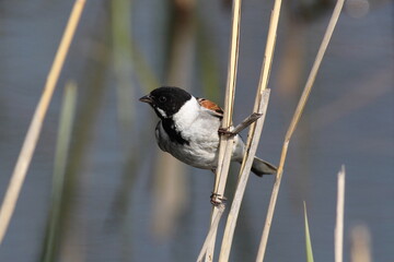 Reed Bunting on reed stem