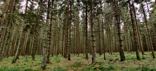 Fototapeta premium Dense Forrest