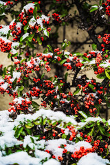 A closeup shot of snow-covered blooming Rowan plants on a winter day