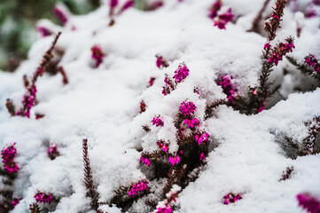 A selective focus shot of snow-covered blooming pink Heath plants on a winter day