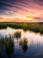 Puesta de sol en una laguna con vegetación y nubes color dorado
