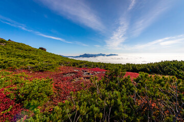 Fototapeta na wymiar 北海道・大雪山系の赤岳で見た、第一花園付近の赤い紅葉と青空、迫り来る雲海