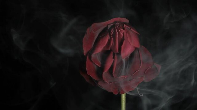footage of flower smoke dark background