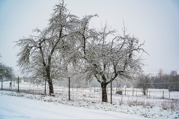 Fototapeta na wymiar A closeup shot of snow-covered bare trees