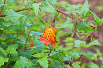 Canary Island bellflower (Canarina canariensis). National flower endemic to the Canary Islands (Tenerife, Spain)
