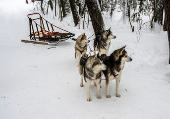 working sled dogs husky in harness at work in winter