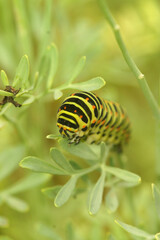 Close up of the beautiful caterpillar of the old world swallowtail, Papilio machaon