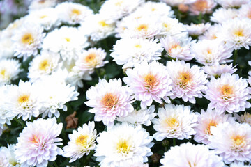 Fototapeta premium Aster flowers. Aster amellus blossom. European michaelmas daisy bloom. Beautiful fresh flowers. Autumn nature. Garden plant.