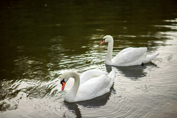 Obraz premium Couple of beautiful white swans in the lake