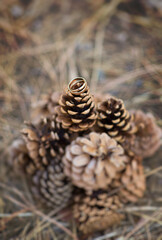 Wedding rings on forest chics on dry grass in the forest