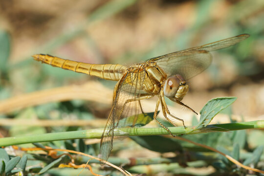 A female of the red-veined or nomad  darte ( Sympetrum fonscolombii ) on the outlook for prey from the ground 