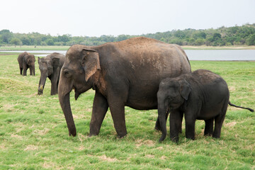 Naklejka na ściany i meble Family of asian elephants at Minneriya National Park in Sri Lanka. Green landscape with a lake and many trees