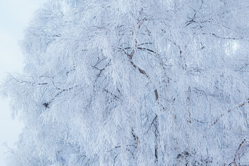 Fototapeta premium Birch tree top covered in snow