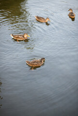 Wild ducks swim in the calm water of the lake