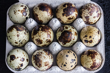 Fototapeta premium Wachteleier in einer Eierpappe vor schwarzem Hintergrund 