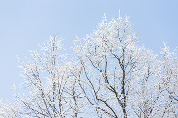 Tree branches covered in frost snow